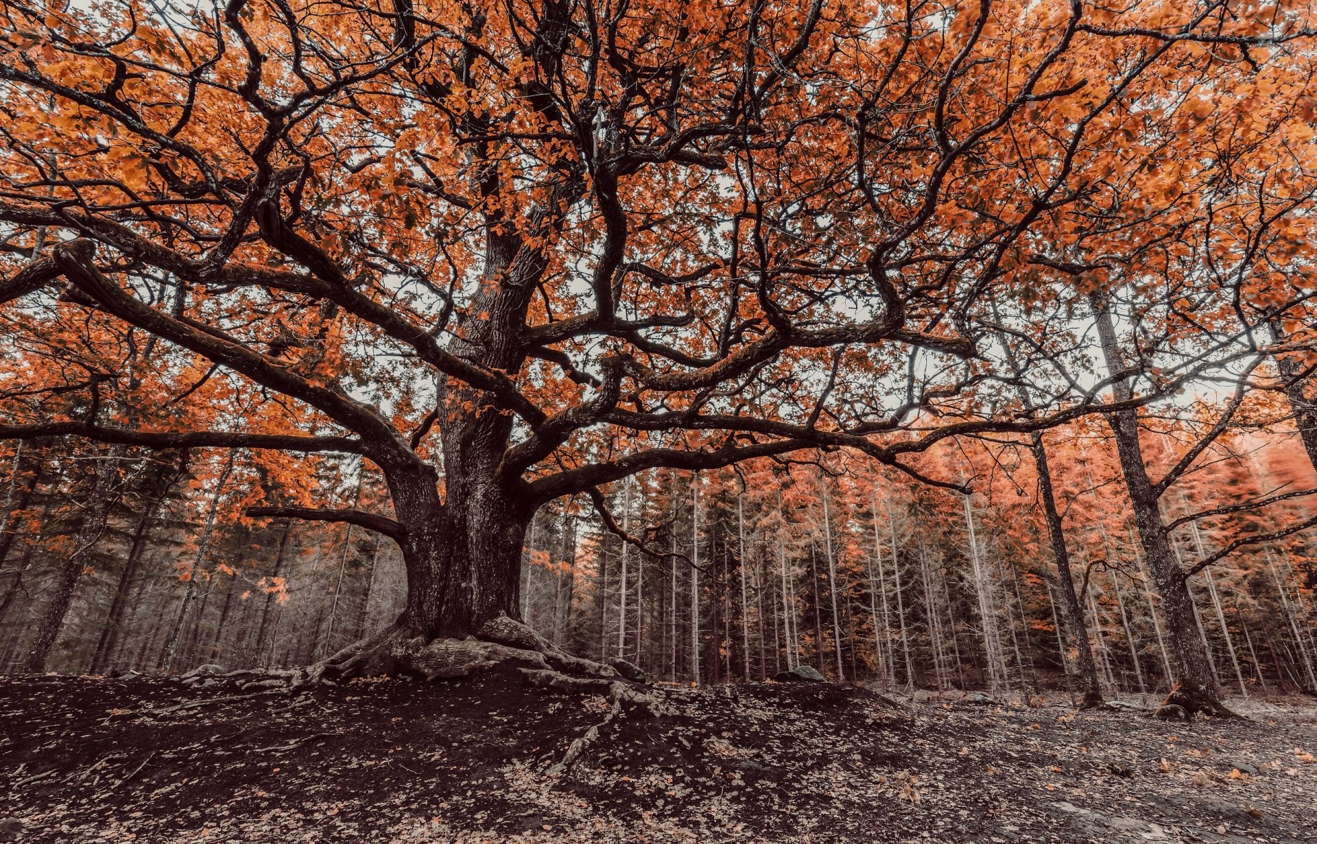 A stunning HD desktop wallpaper capturing a majestic tree in a vibrant fall forest, showcasing rich orange leaves amidst serene nature. Perfectly embodies autumn's beauty.