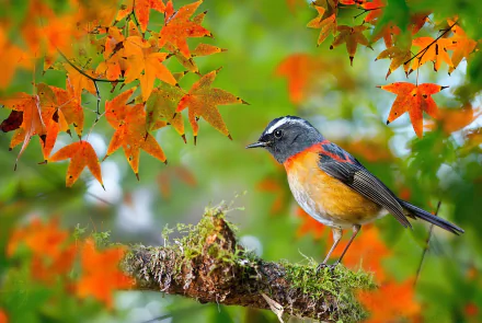 A vibrant robin perched on a mossy branch surrounded by blurred orange fall leaves, captured in HD for a striking PC desktop wallpaper background.