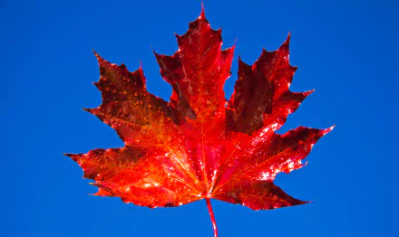 fall maple leaf nature leaf HD Desktop Wallpaper | Background Image
