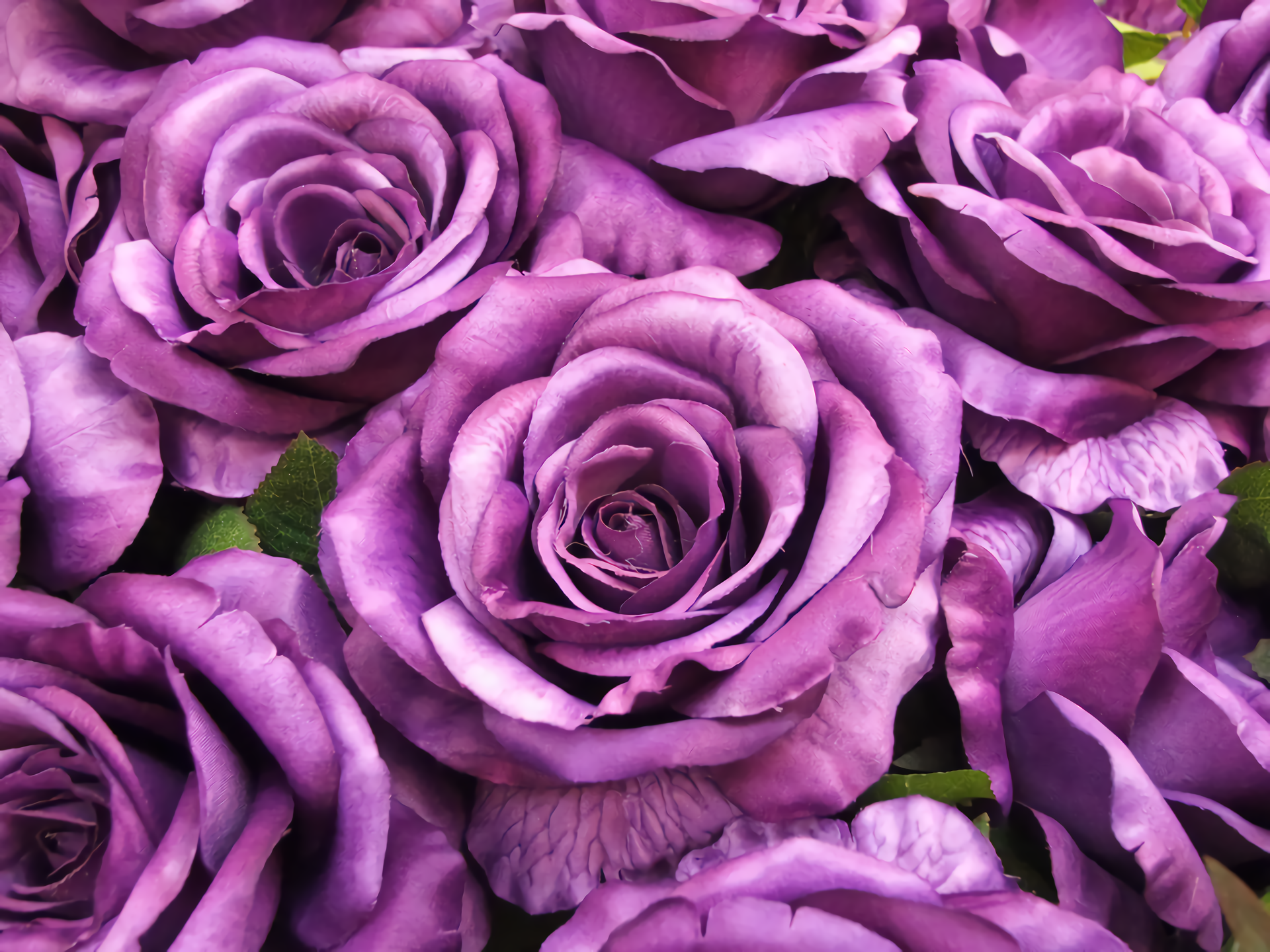 Purple Roses HD Wallpaper Background Image 1920x1440