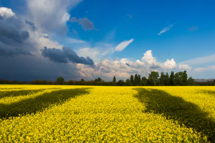 Summer canola field of yellow flowers under dramatic clouds and blue sky with a distant tree line — 5K Ultra HD PC desktop wallpaper/background