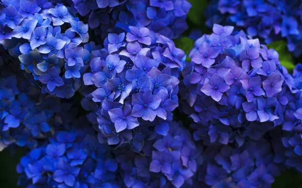 Vibrant blue hydrangea flowers in full bloom captured in stunning detail, rendered in 4K Ultra HD for a sharp and vivid PC desktop wallpaper background.