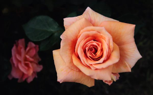 peach flower flower nature rose HD Desktop Wallpaper | Background Image