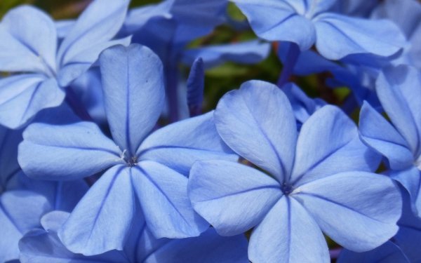 Earth Flower Flowers Nature Blue Flower Close-Up HD Wallpaper | Background Image