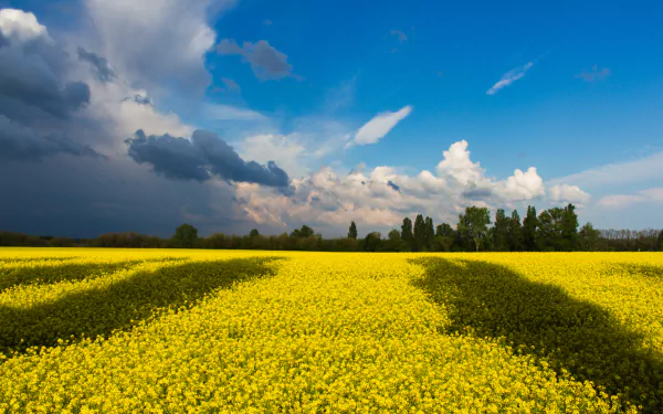 Summer canola field of yellow flowers under dramatic clouds and blue sky with a distant tree line — 5K Ultra HD PC desktop wallpaper/background