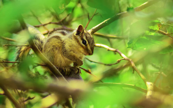Chipmunk rodent animal perched on a leafy branch amid vibrant green foliage — 5K Ultra HD PC desktop wallpaper background.