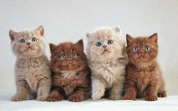 Animal Cat Cats Kitten HD Wallpaper | Background Image