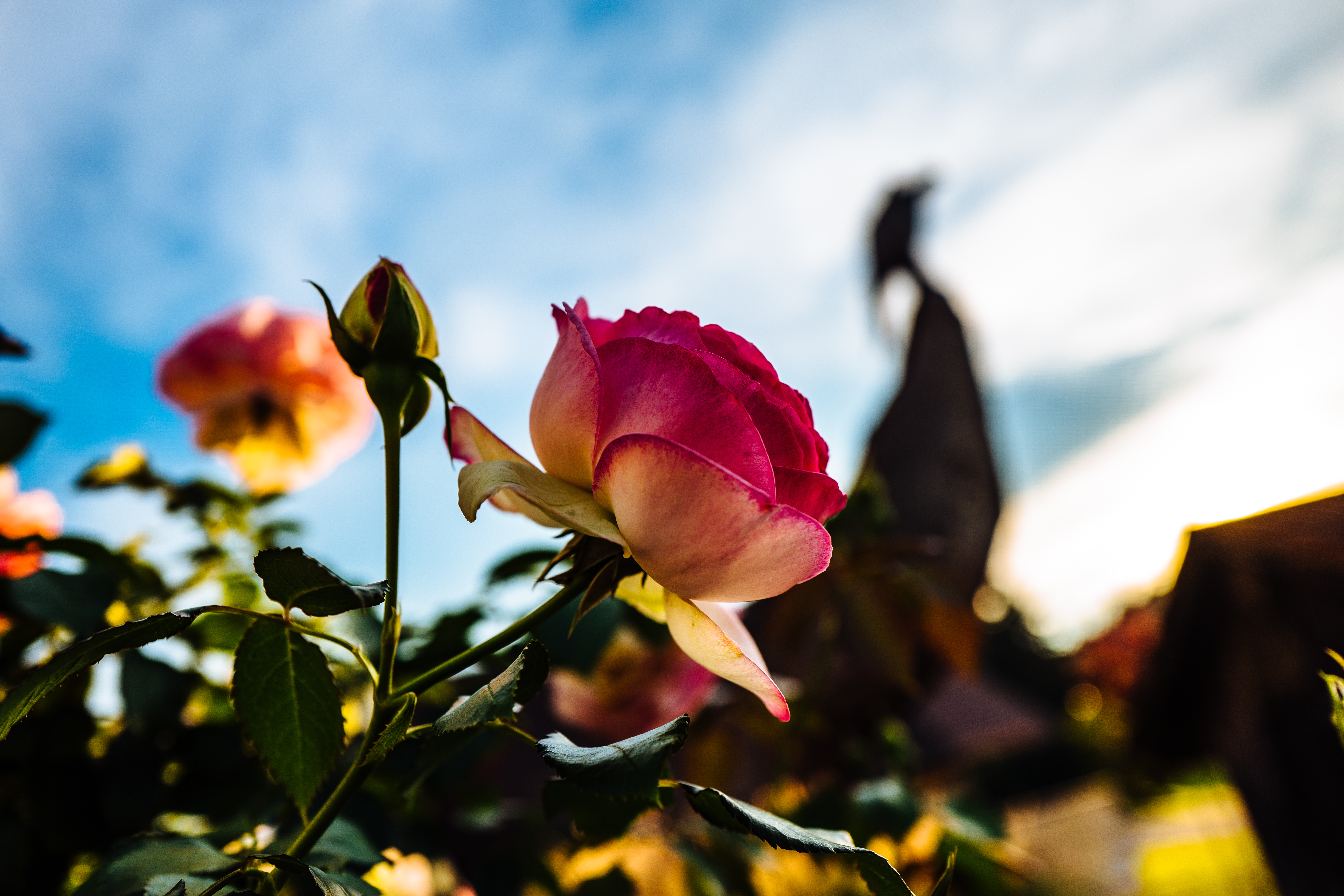 25+ Free Red And White Rose Wallpaper | Free HD Downloads - Pikwizard