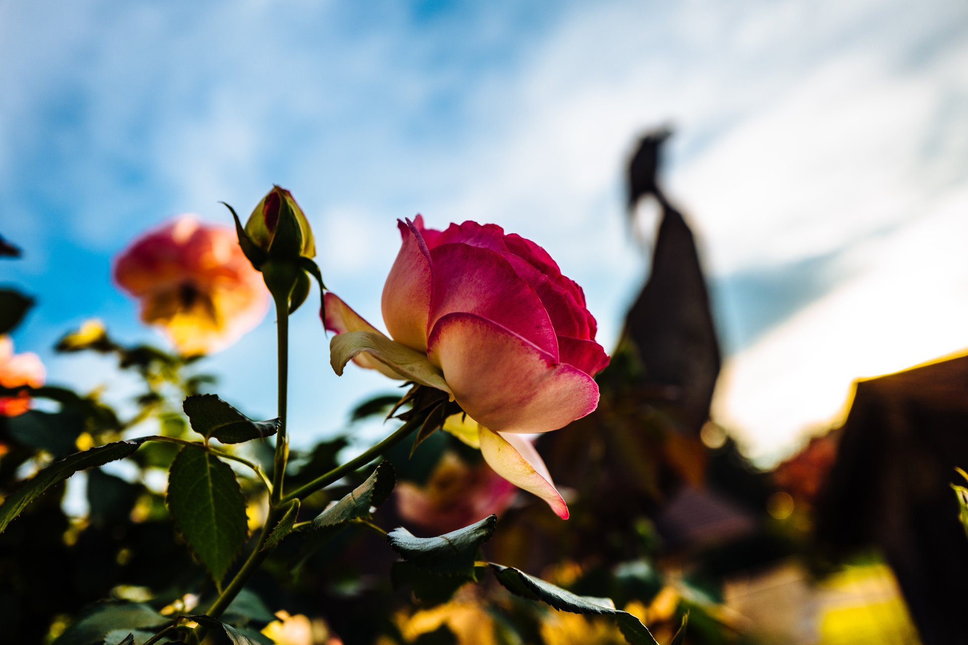 Download Flower Pink Flower Nature Rose 4k Ultra HD Wallpaper ...