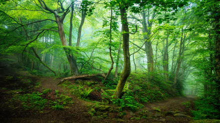 Lush greenery enveloped in fog creates a serene forest landscape. This 8K Ultra HD wallpaper captures the tranquility of nature in vibrant detail.