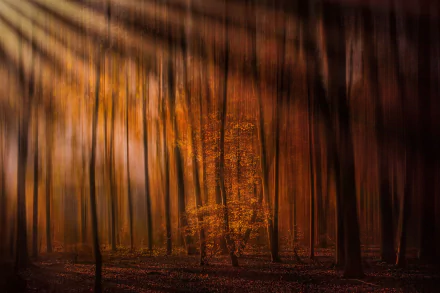 HD PC desktop wallpaper showing sunbeams through tall trees in a fall forest, warm autumn light illuminating trunks and a leaf-strewn floor — tranquil nature background