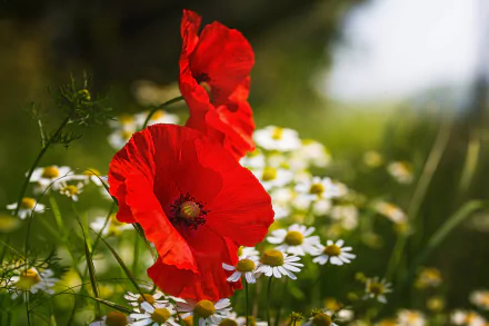 Vibrant red poppies and white flowers in a blurred natural background, captured in high-definition as a nature-themed desktop wallpaper.