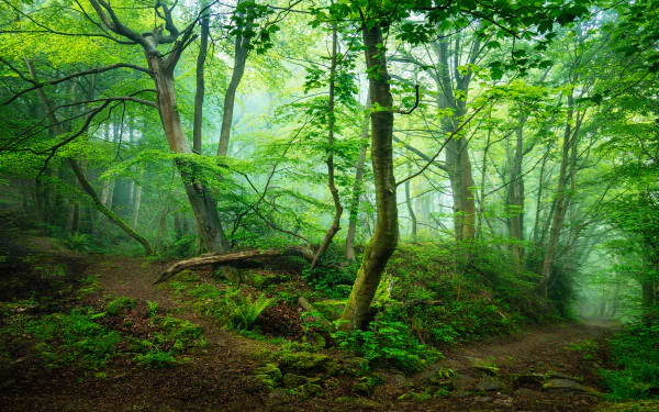 Lush greenery enveloped in fog creates a serene forest landscape. This 8K Ultra HD wallpaper captures the tranquility of nature in vibrant detail.