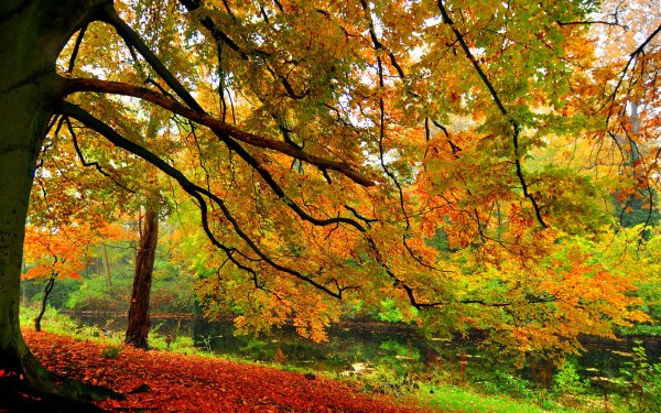 Nature Tree Trees Fall HD Wallpaper | Background Image