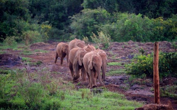 Animal African bush elephant Elephants Baby Animal Mammal Africa HD Wallpaper | Background Image