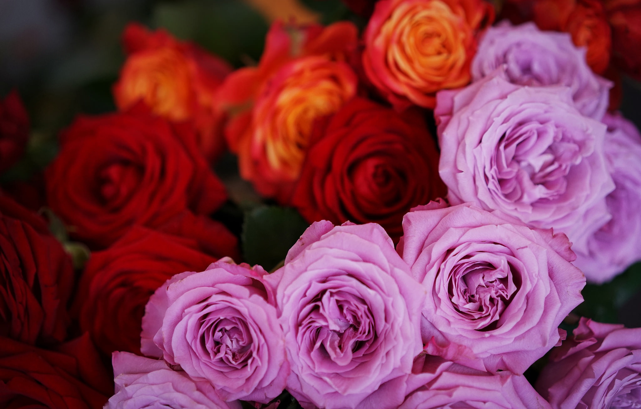 Обои розочки. Розы. Красивые цветы розы. Крупные цветы. Розы обои.