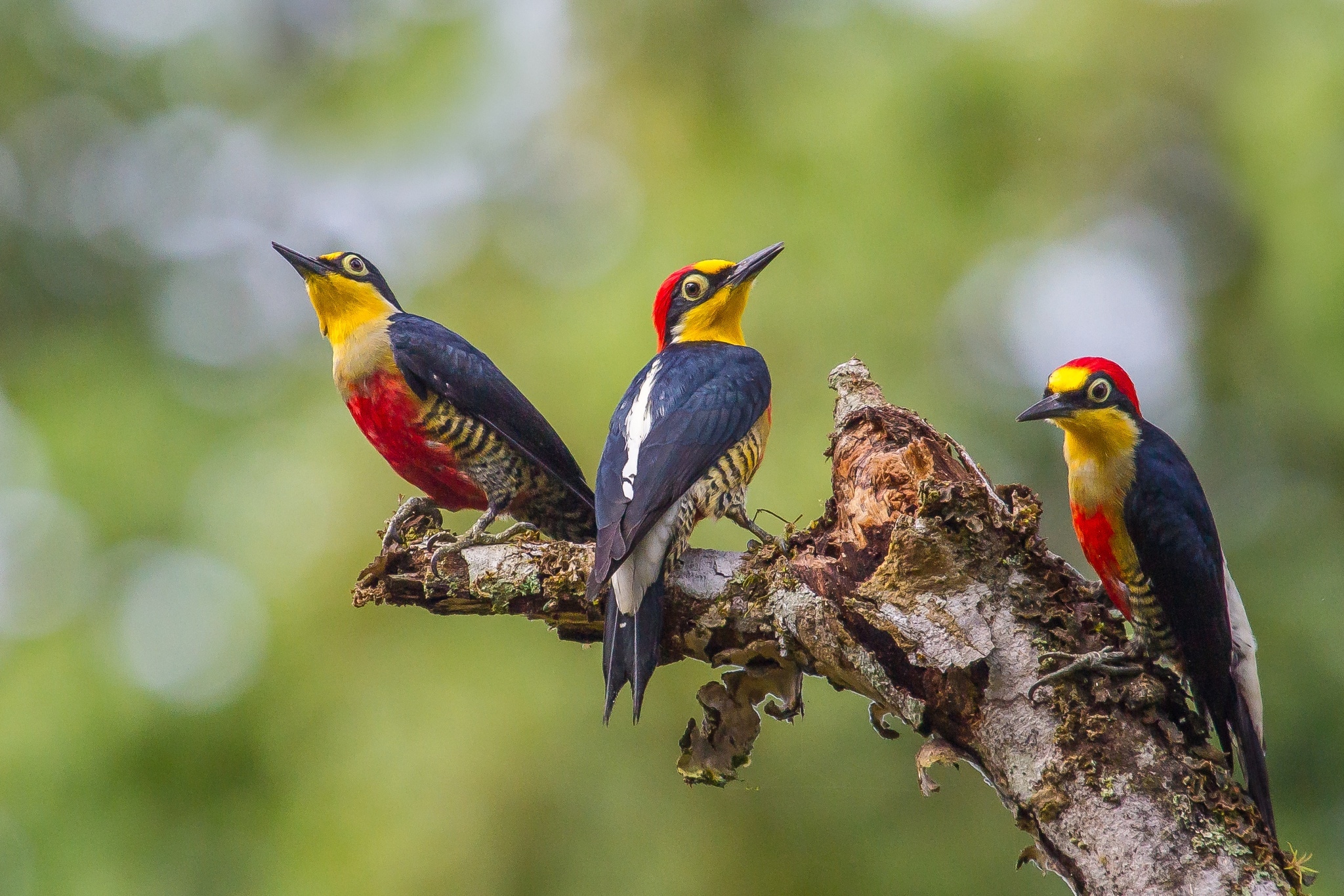 Yellow-Fronted Woodpeckers by Bertrando Campos