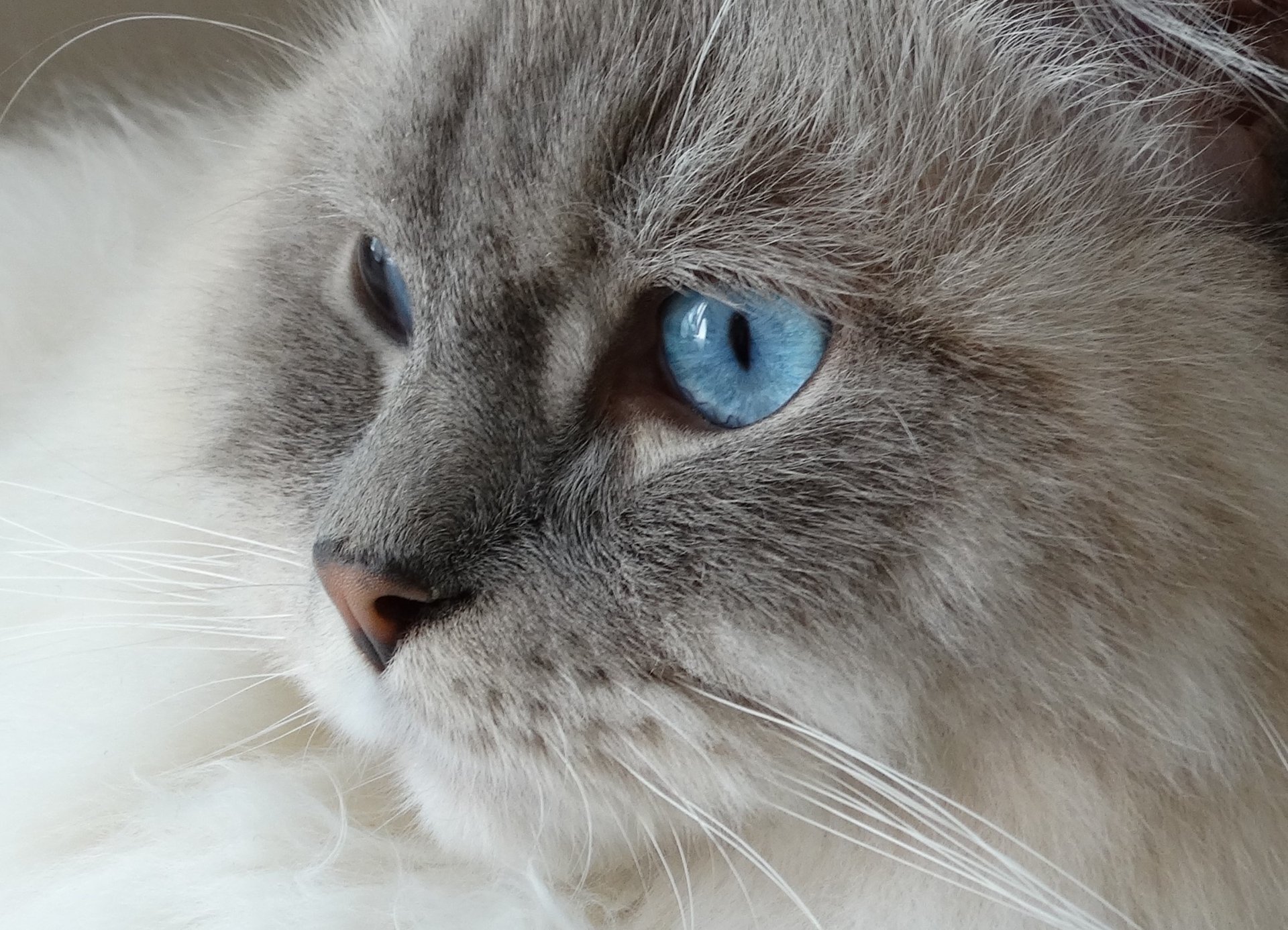 Download Close-up Muzzle Blue Eyes Animal Cat HD Wallpaper | 2306x1665 ...