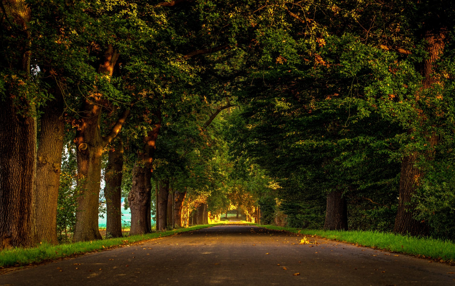 Tree-Lined Road