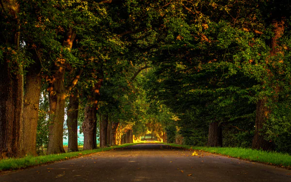  Tree-Lined Road