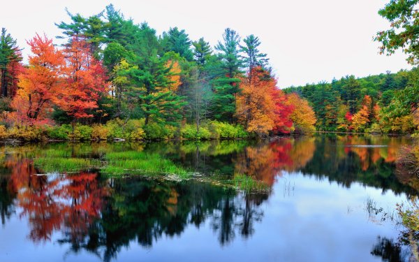 Earth River Forest Tree Colors Lake HD Wallpaper | Background Image