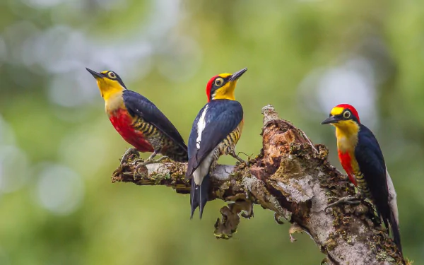 Three colorful yellow-fronted woodpeckers perched on a branch, captured in HD for a vibrant desktop wallpaper background.