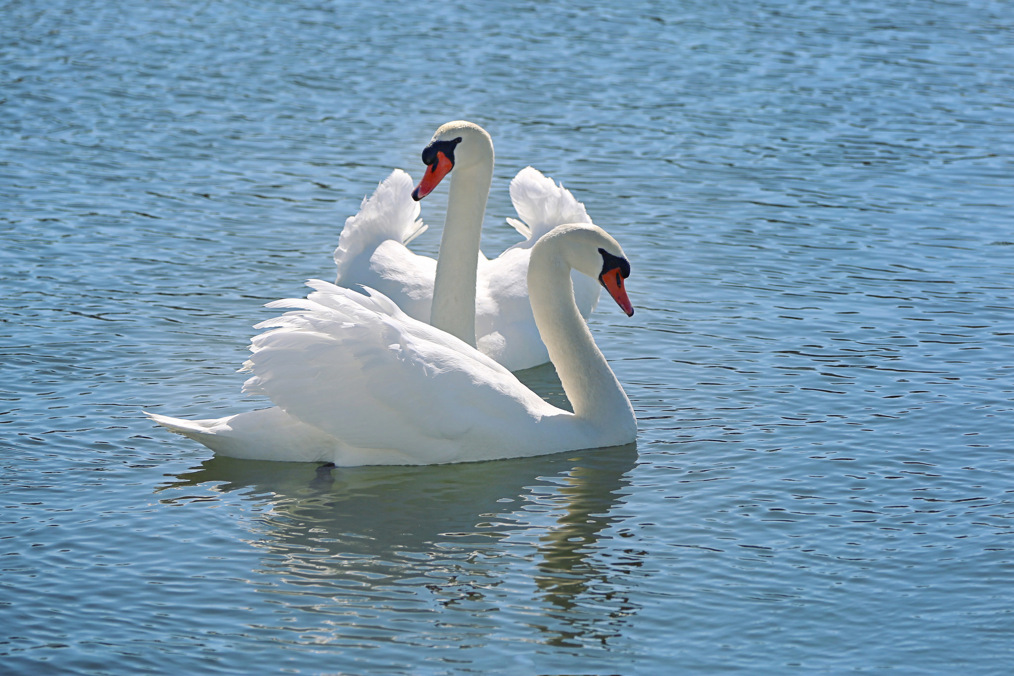 Белые лебеди на озере. Лебедь шипун. Лебедь шипун питание. Лебедь-шипун размер. Белый лебедь.