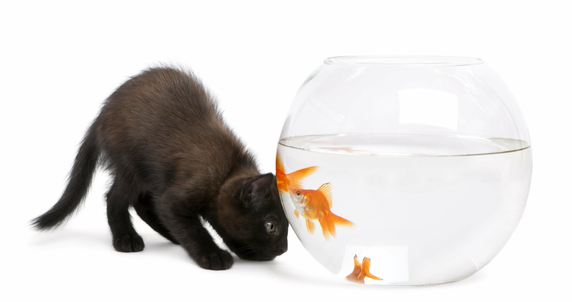 5K Ultra HD PC desktop wallpaper: a baby animal kitten curiously sniffing a round aquarium with goldfish — a vivid cat and fish scene.