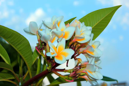 white flower plumeria flower nature frangipani HD Desktop Wallpaper | Background Image