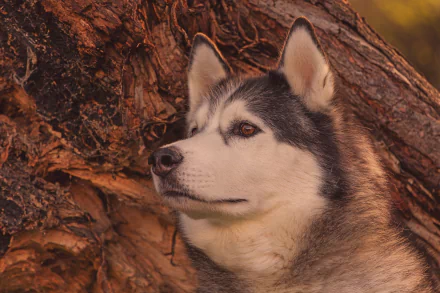 muzzle dog Animal alaskan malamute HD Desktop Wallpaper | Background Image