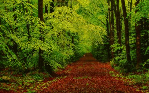 Earth Forest Tree Green Path HD Wallpaper | Background Image