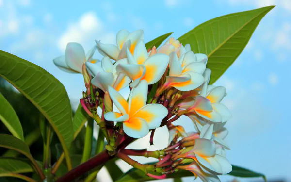A cluster of white plumeria (frangipani) flowers with yellow centers against a soft blue sky, captured in vibrant 4K Ultra HD quality.