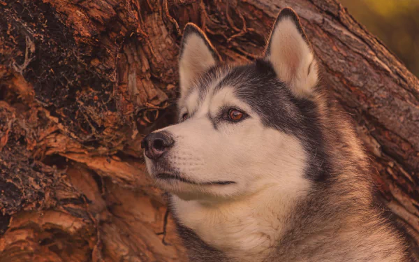 Close-up of an Alaskan Malamute dog with a muzzle, set against a textured tree bark background, captured in an HD desktop wallpaper.