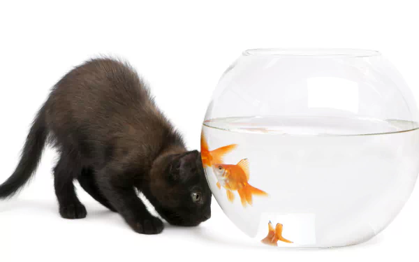 5K Ultra HD PC desktop wallpaper: a baby animal kitten curiously sniffing a round aquarium with goldfish — a vivid cat and fish scene.
