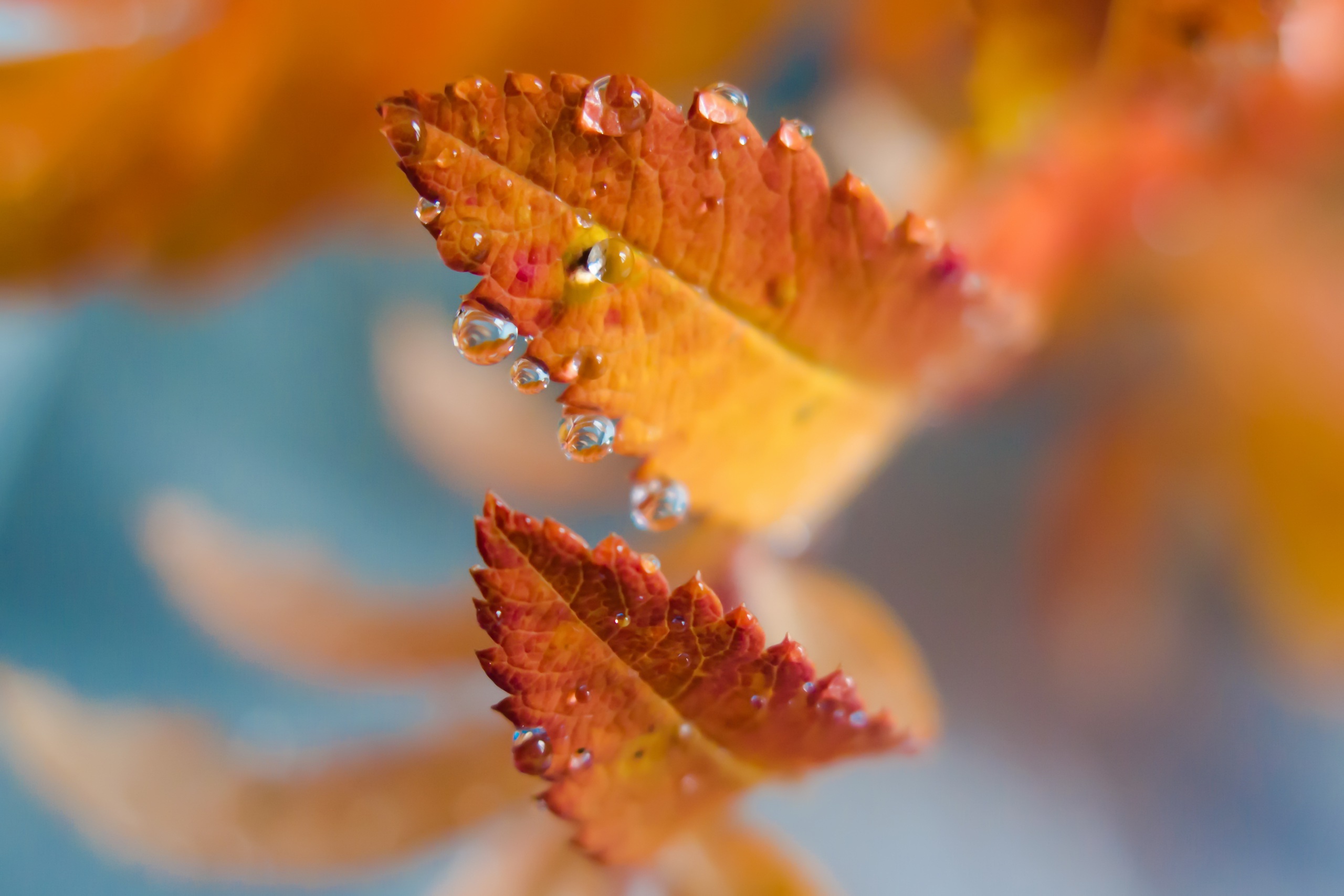 Осенний фон с листьями макро