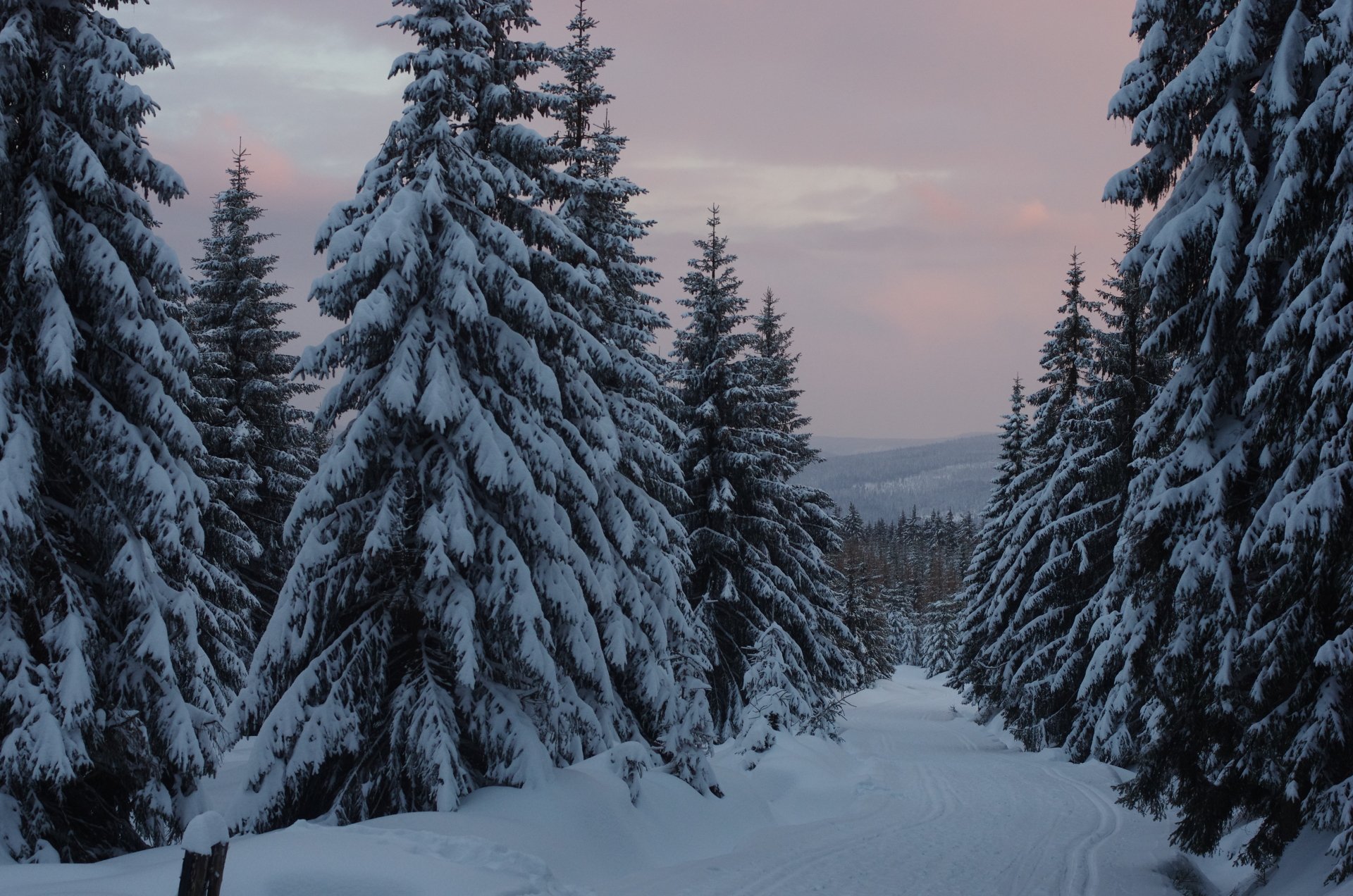 Download Cloud Snow Tree Pine Forest Nature Winter 4k Ultra HD ...
