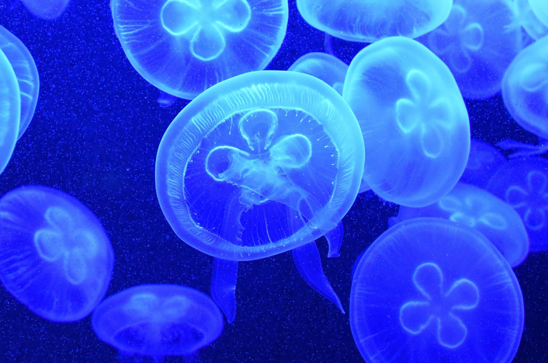 Download Underwater Blue Animal Jellyfish HD Wallpaper