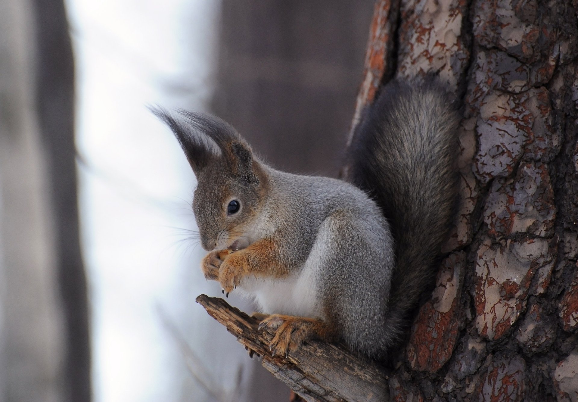 HD desktop wallpaper showing a squirrel eating while perched on a tree branch, capturing the natural behavior of this rodent animal in a detailed close-up.