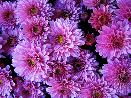 Vibrant pink dahlia flowers in full bloom, showcasing intricate petals and natural beauty in stunning 4K Ultra HD detail for a PC desktop background.