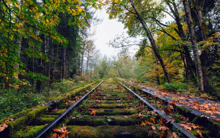 HD desktop wallpaper featuring an old, man-made railroad track surrounded by dense forest and vibrant autumn foliage in nature.