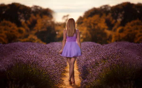 depth of field purple flower field lavender woman rear HD Desktop Wallpaper | Background Image