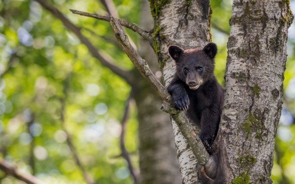 Animal Bear Bears Bokeh Cub Baby Animal HD Wallpaper | Background Image