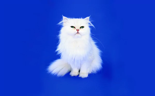 A fluffy white Persian cat with striking green eyes sits against a vibrant blue background, showcasing its majestic appearance and captivating charm.