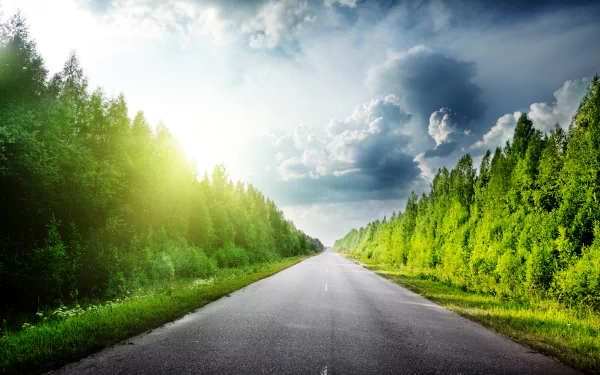 forest man made road HD Desktop Wallpaper | Background Image