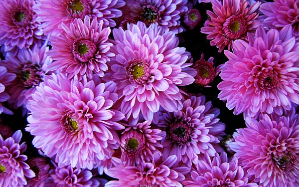 Earth Dahlia Flowers Flower Pink Flower HD Wallpaper | Background Image