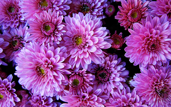 Vibrant pink dahlia flowers in full bloom, showcasing intricate petals and natural beauty in stunning 4K Ultra HD detail for a PC desktop background.