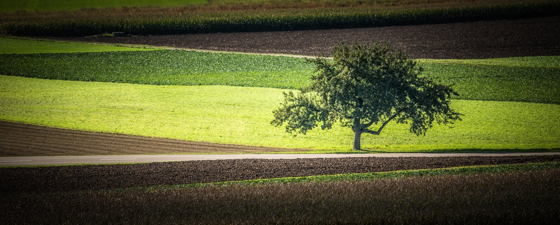 A lone tree stands in a vibrant field with layered patches of green and brown soil, captured in sharp detail for a 4K Ultra HD desktop wallpaper.