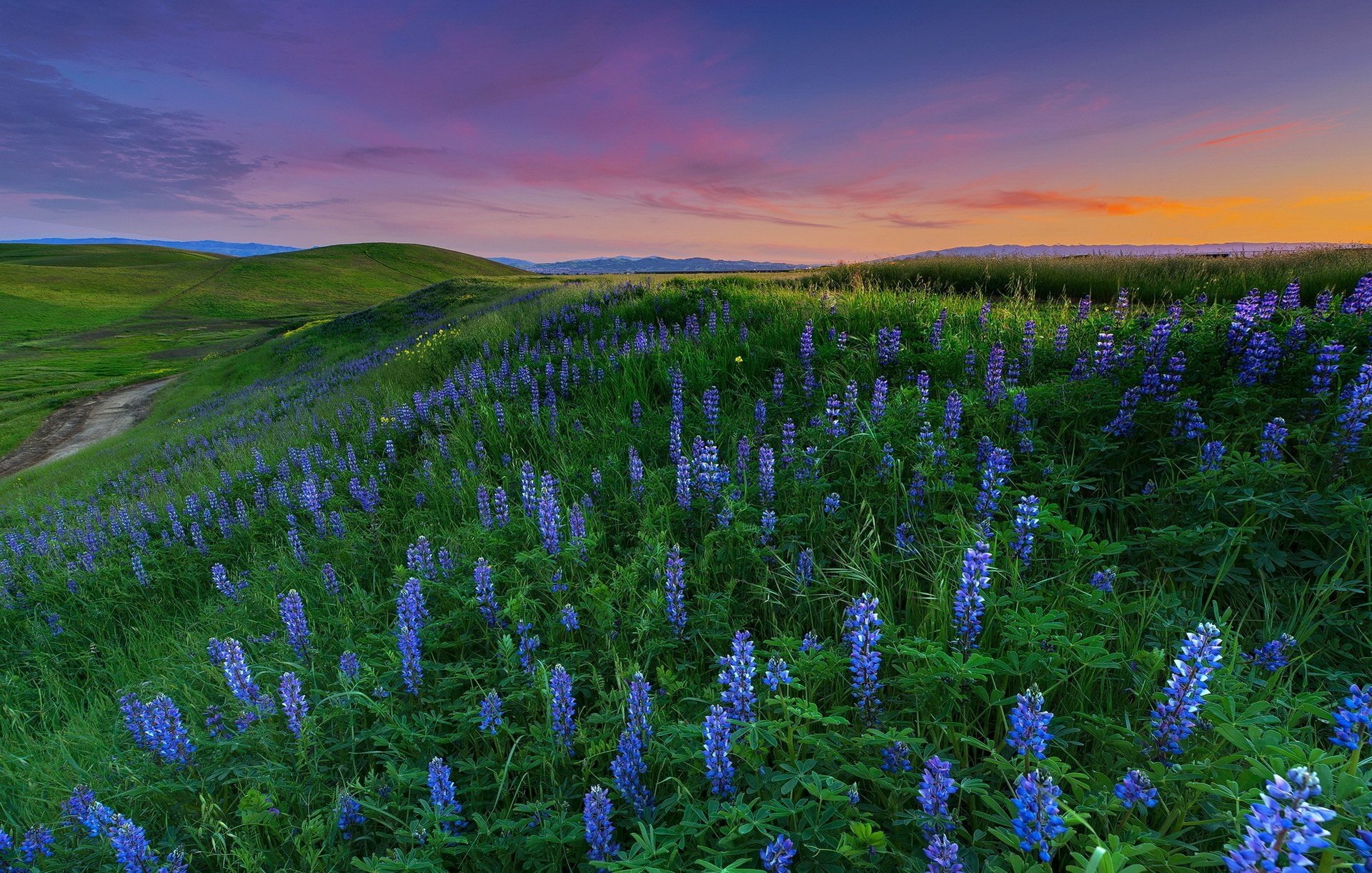 Download Blue Flower Sunset Field Flower Nature Lupine HD Wallpaper