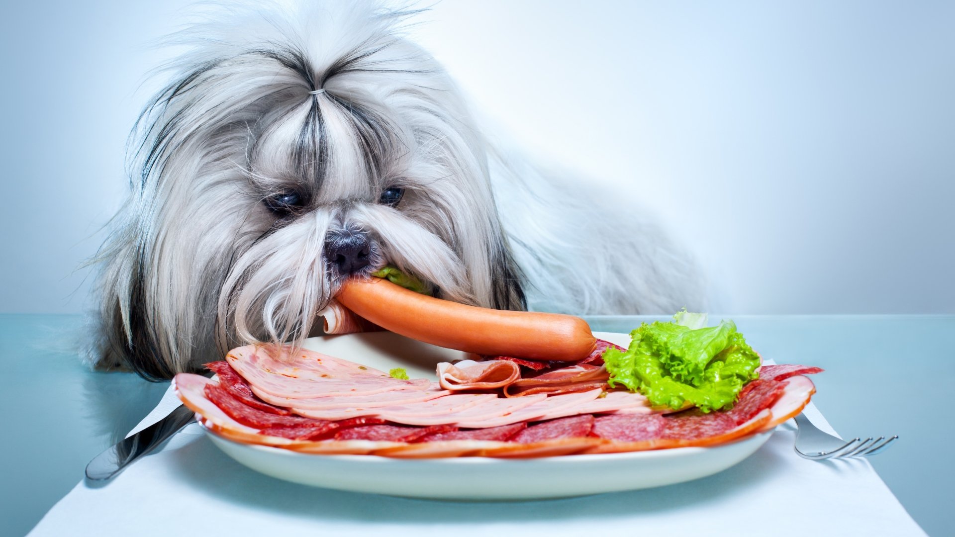 5K Ultra HD PC desktop wallpaper and background: Shih Tzu dog sniffing a plate of meat and sausage with lettuce, close-up animal portrait.