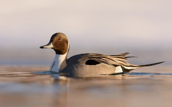 Animal Duck Birds Ducks Northern Pintail Bird HD Wallpaper | Background Image
